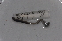  ( - EW-Lope11-0003)  @12 [ ] Copyright (2012) Thibaud Decaens Laboratoire ECODIV, Univ Rouen
