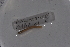  ( - EW-Lope11-0005)  @12 [ ] Copyright (2012) Thibaud Decaens Laboratoire ECODIV, Univ Rouen