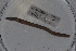  ( - EW-Lope11-0053)  @12 [ ] Copyright (2012) Thibaud Decaens Laboratoire ECODIV, Univ Rouen