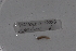  ( - EW-Lope11-0007)  @12 [ ] Copyright (2012) Thibaud Decaens Laboratoire ECODIV, Univ Rouen