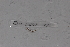  ( - EW-Lope11-0091)  @12 [ ] Copyright (2012) Thibaud Decaens Laboratoire ECODIV, Univ Rouen