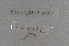  ( - EW-Lope11-0093)  @12 [ ] Copyright (2012) Thibaud Decaens Laboratoire ECODIV, Univ Rouen