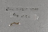  ( - EW-Lope11-0094)  @12 [ ] Copyright (2012) Thibaud Decaens Laboratoire ECODIV, Univ Rouen