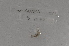  ( - EW-Lope11-0095)  @12 [ ] Copyright (2012) Thibaud Decaens Laboratoire ECODIV, Univ Rouen