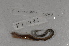  ( - EW-Lope11-0097)  @12 [ ] Copyright (2012) Thibaud Decaens Laboratoire ECODIV, Univ Rouen