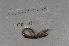  ( - EW-Lope11-0098)  @12 [ ] Copyright (2012) Thibaud Decaens Laboratoire ECODIV, Univ Rouen