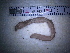  ( - IT_MGP_Euganei_124)  @12 [ ] CreativeCommons - Attribution Share-Alike (2015) Federico Gavinelli Lab.Paoletti-UniPd