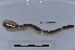  (Martiodrilus sp. TDA - EW-LT-0074)  @11 [ ] CreativeCommons - Attribution Non-Commercial Share-Alike (2018) Thibaud Decaëns Universite Montpellier, CEFE Lab