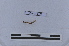  ( - EW-LT-0129)  @11 [ ] CreativeCommons - Attribution Non-Commercial Share-Alike (2018) Thibaud Decaëns Universite Montpellier, CEFE Lab