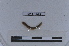 (Neogaster sp. 01 - EW-LT-0253)  @11 [ ] CreativeCommons - Attribution Non-Commercial Share-Alike (2018) Thibaud Decaëns Universite Montpellier, CEFE Lab