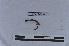  (Atatina sp. TD - EW-LT-0254)  @11 [ ] CreativeCommons - Attribution Non-Commercial Share-Alike (2018) Thibaud Decaëns Universite Montpellier, CEFE Lab