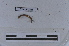  ( - EW-LT-0285)  @11 [ ] CreativeCommons - Attribution Non-Commercial Share-Alike (2018) Thibaud Decaëns Universite Montpellier, CEFE Lab