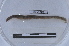  ( - EW-LT-0307)  @11 [ ] CreativeCommons - Attribution Non-Commercial Share-Alike (2018) Thibaud Decaëns Universite Montpellier, CEFE Lab