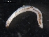  (Mesenchytraeus armatus B - DPMIT-24-46)  @13 [ ] CreativeCommons - Attribution (2010) David Porco Centre for Biodiversity Genomics