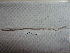  ( - IEOL4317)  @12 [ ] CreativeCommons - Attribution Non-Commercial Share-Alike (2012) Carlos Fragoso INECOL