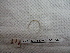  (Ocnerodrilinae - IEOL4342)  @13 [ ] CreativeCommons - Attribution Non-Commercial Share-Alike (2012) Carlos Fragoso INECOL