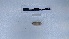  (Vignysa teres L3 - EW_AM_0106)  @11 [ ] by-nc-sa (2022) Thibaud.Decaens@cefe.cnrs.fr Universite Montpellier