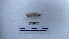  (Vignysa teres L1 - EW_AM_0203)  @11 [ ] by-nc-sa (2022) Thibaud.Decaens@cefe.cnrs.fr Universite Montpellier