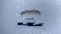  (Vignysa teres L4 - EW_AM_0223)  @11 [ ] by-nc-sa (2022) Thibaud.Decaens@cefe.cnrs.fr Universite Montpellier