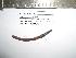 (Lumbricus rubellus L1 - EW-ECO-0418)  @13 [ ] Unspecified (default): All Rights Reserved  Unspecified Unspecified
