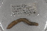  ( - EW-NOR12-0001)  @12 [ ] Copyright (2012) Thibaud Decaens Laboratoire ECODIV, Univ Rouen