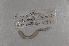  ( - EW-NOR12-0013)  @12 [ ] Copyright (2012) Thibaud Decaens Laboratoire ECODIV, Univ Rouen