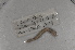  ( - EW-NOR12-0014)  @12 [ ] Copyright (2012) Thibaud Decaens Laboratoire ECODIV, Univ Rouen