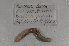  ( - EW-NOR12-0005)  @12 [ ] Copyright (2012) Thibaud Decaens Laboratoire ECODIV, Univ Rouen