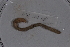  ( - EW_SAV_108)  @13 [ ] Copyright (2012) Thibaud Decaens Laboratoire ECODIV, Univ Rouen