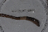  ( - EW_SAV_115)  @12 [ ] Copyright (2012) Thibaud Decaens Laboratoire ECODIV, Univ Rouen