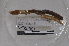  ( - EW-NOU3-0096)  @11 [ ] CreativeCommons - Attribution Non-Commercial Share-Alike (2018) Thibaud Decaens CEFE Lab