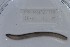  ( - EW-NOU2-111)  @12 [ ] Copyright (2011) Thibaud Decaens Laboratoire ECODIV, Univ Rouen