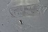  ( - EW-NOU2-138)  @12 [ ] Copyright (2011) Thibaud Decaens Laboratoire ECODIV, Univ Rouen