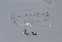  ( - EW-NOU2-159)  @12 [ ] Copyright (2011) Thibaud Decaens Laboratoire ECODIV, Univ Rouen