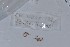  ( - EW-NOU2-192)  @12 [ ] Copyright (2011) Thibaud Decaens Laboratoire ECODIV, Univ Rouen