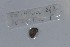  ( - EW-NOU2-242)  @13 [ ] Copyright (2011) Thibaud Decaens Laboratoire ECODIV, Univ Rouen