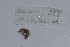  ( - EW-NOU2-253)  @12 [ ] Copyright (2011) Thibaud Decaens Laboratoire ECODIV, Univ Rouen