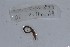  ( - EW-NOU2-254)  @12 [ ] Copyright (2011) Thibaud Decaens Laboratoire ECODIV, Univ Rouen