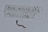  ( - EW-NOU2-264)  @12 [ ] Copyright (2011) Thibaud Decaens Laboratoire ECODIV, Univ Rouen