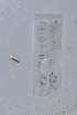  (Benhamiinae - EW-NOU2-286)  @13 [ ] Copyright (2011) Thibaud Decaens Laboratoire ECODIV, Univ Rouen