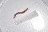  (Martiodrilus sp. TD01 - EW-NOU2-030)  @12 [ ] Copyright (2011) Thibaud Decaens Laboratoire ECODIV, Univ Rouen