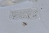  ( - EW-NOU2-309)  @12 [ ] Copyright (2011) Thibaud Decaens Laboratoire ECODIV, Univ Rouen