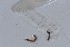  (Neogaster sp. TD07 - EW-NOU2-333)  @12 [ ] Copyright (2011) Thibaud Decaens Laboratoire ECODIV, Univ Rouen