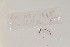  ( - EW-NOU2-045)  @12 [ ] Copyright (2011) Thibaud Decaens Laboratoire ECODIV, Univ Rouen