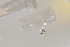  ( - EW-NOU2-053)  @12 [ ] Copyright (2011) Thibaud Decaens Laboratoire ECODIV, Univ Rouen