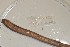  ( - EW-NOU2-058)  @12 [ ] Copyright (2011) Thibaud Decaens Laboratoire ECODIV, Univ Rouen