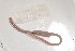  ( - EW-NOU2-068)  @12 [ ] Copyright (2011) Thibaud Decaens Laboratoire ECODIV, Univ Rouen