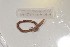  ( - EW-NOU2-078)  @12 [ ] Copyright (2011) Thibaud Decaens Laboratoire ECODIV, Univ Rouen