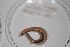  ( - EW-NOU2-008)  @12 [ ] Copyright (2011) Thibaud Decaens Laboratoire ECODIV, Univ Rouen