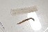  ( - EW-NOU2-083)  @12 [ ] Copyright (2011) Thibaud Decaens Laboratoire ECODIV, Univ Rouen
